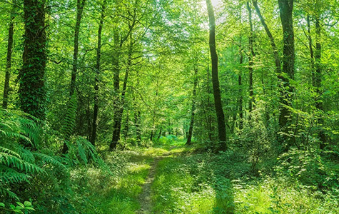 Forêt verte